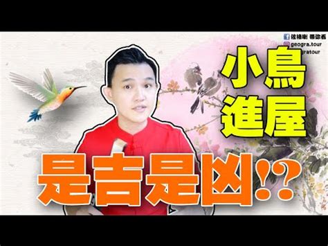 家中有鳥來築巢|家中迎來幸運小客人